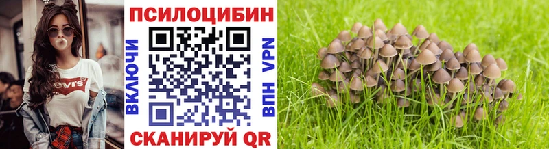 Псилоцибиновые грибы Psilocybine cubensis  Гудермес 