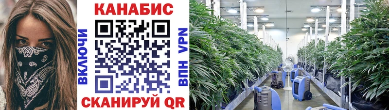 где продают   Гудермес  Бошки марихуана THC 21% 